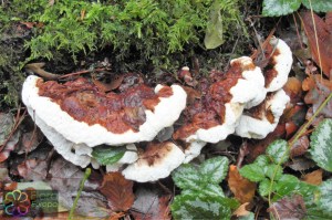 Dennenmoorder Wandelbos